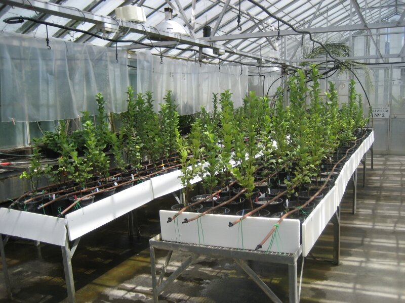Root Stock at 8 Weeks - Tom Street (UTAS)