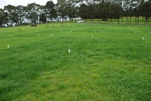 36 Plots testing biochar in pasture, NSW DPI