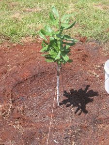 Macadamia tree planted into biochar amended soil, NSW DPI