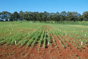 Comparing poulty and greenwaste biochar to compost and industry practice in cropping, NSW DPI