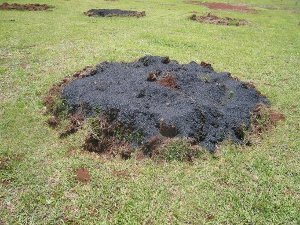 Establishing a new macadamia orchard with 40kg biochar per treel, NSW DPI