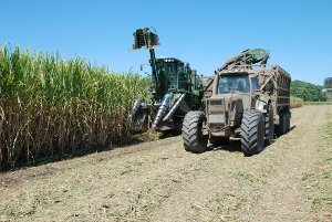 Harvesting cane from biochar plots in the Tweed Valley NSW, NSW DPI 2008