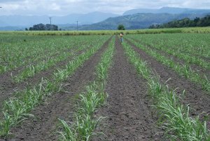 Biochar Field Site in Sugarcane, November 2007, NSW DPI 2007